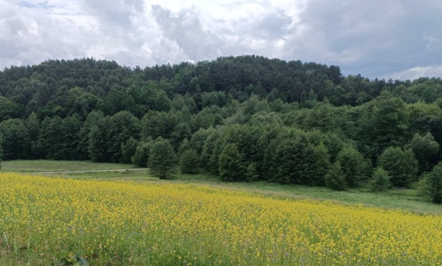 Żurowa, pasieka w malinach 